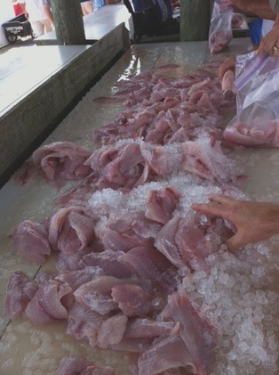 Fresh%20catch%20fish%20fillets