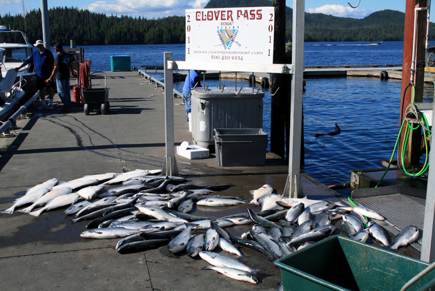 Lots%20of%20fish