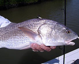 Redfish