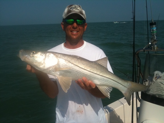 Snook
