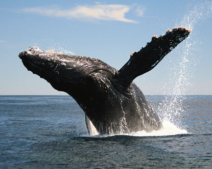 Whale-watching