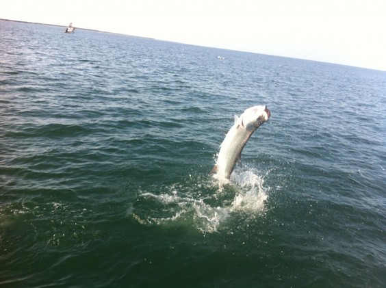 reelfishing@comcast.net
Reelfishing Charters-Danny Latham