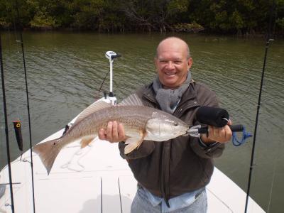 Winter time redfish caught in the Clearwater fishing area.