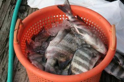 Inshore Sheepshead Time is here! CAPTAIN JUDY HELMEY