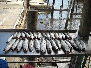CAPT. GENE DUGAS 985-640-0569<br>RATHER BE FISHING ADVENTURES<br>www.ratherb-fishing.com 