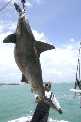 MARK THE SHARK Founder Monster Fishing Inc. Office: Biscayne Bay Marriott Marina 1635 North Bayshore Drive Miami, FL 33132 USA Phone: 305-759-JAWS (5297) or 305-542-FISH (3474) Fax: 786-513-2682 or 305-377-1016 dockmaster office Www.marktheshark.com <br>
