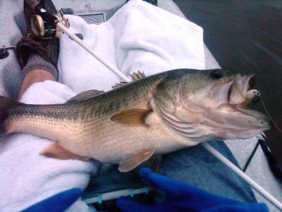Reed Montgomery / Outdoor Writer <br>Owner / Reeds Guide Service <br>Alabaster, Alabama (205) 663-1504 <br>E-mail: alabassgyd@aol.com <br>Website:www.fishingalabama.com <br>