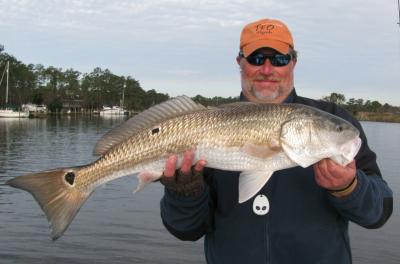 This 32 inch drum came out of the middle of a school of nice specks near Oriental on Nov. 30.  Capt Gary caught the fish on a DOA CAL soft plastic jerk bait and on 6 pound mono.