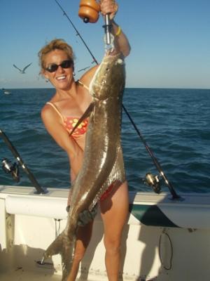 Big cobia
