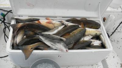 Capt. Rory Rorison<br>United Charters<br>Phone#: - 504-439-1680 <br>Email: - rory@unitedcharters.com <br>www.unitedcharterscom