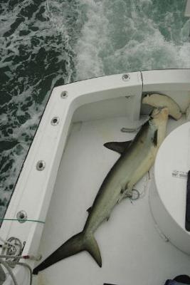 MARK THE SHARK<br>Founder Monster Fishing Inc.<br>Office: Biscayne Bay Marriott Marina<br>1635 North Bayshore Drive<br>Miami, FL 33132 USA<br>Phone: 305-759-JAWS (5297) or 305-542-FISH (3474)<br>Fax: 786-513-2682 or 305-377-1016 dockmaster office<br> Www.marktheshark.com<br>
