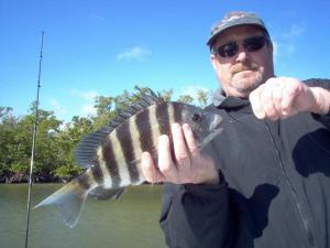 18 inch sheepshead, on shrimp, Estero Bay flats, Bonita Beach, SW FL