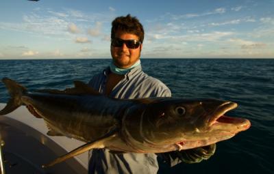 John Kumiski<br>www.spottedtail.com<br><br>Capt. Jack whacked this big cobia.<br>Jack hung a meat rod off the stern and a 40 pound cobia couldn't resist. <br>