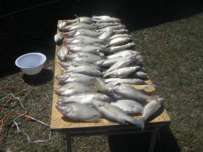 caught these last winter at the wall.At the Dam!Boy o boy what a night! 