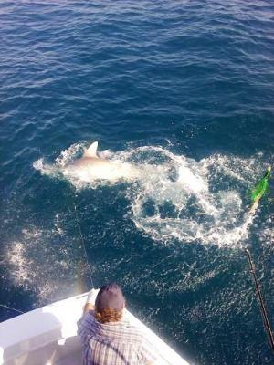 Going out with us this morning for his third trip on the Happy Day Today with Captain Zsak is Don Price from Ontario, Canada and his two friends. The estimated weight on the fish was 275-300 lbs. <br><br><br>Join us and enjoy a once-in-a-life-time experience  954-439-8106  www.topshotfishing.com<br>Top Shot Sportfishing <br>Captain Tom Zsak<br>