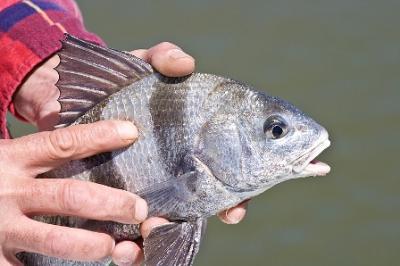 Charleston Fishing Report 3/30/09 Pic
