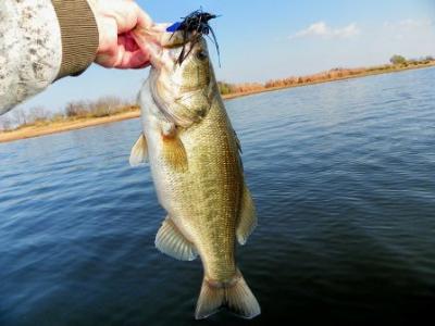 Tony Clark Lake Fork Guide Service<br>tonyclark1963@yahoo.com <br>903-473-3956 <br>www.ets-systems.com/tonyclark/