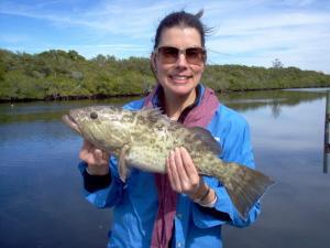This 22 inch gag grouper was caught on shrimp in 43 feet out of New Pass, Bonita Beach, SW FL last week.