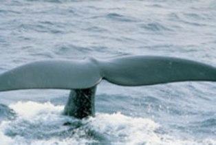 Whale