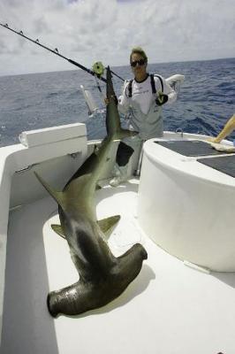 MARK THE SHARK<br>Founder Monster Fishing Inc.<br>Office: Biscayne Bay Marriott Marina<br>1635 North Bayshore Drive<br>Miami, FL 33132 USA<br>Phone: 305-759-JAWS (5297) or 305-542-FISH (3474)<br>Fax: 786-513-2682 or 305-377-1016 dockmaster office<br> Www.marktheshark.com<br>