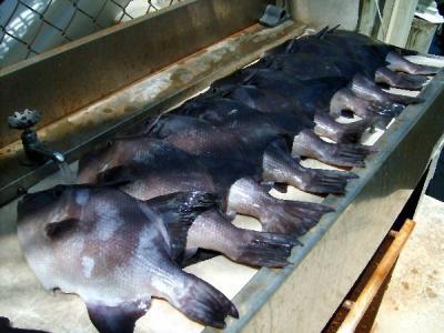 St. Lucie Sportfishing Charters<br>www.profishingcharters.com