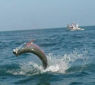 Nice tarpon!!!<br><br>Go Fish Charters, Inc.-Capt Andy Boyette<br>1-888-880-0006<br>www.gofishcharters.com<br>www.tarponcharters.com