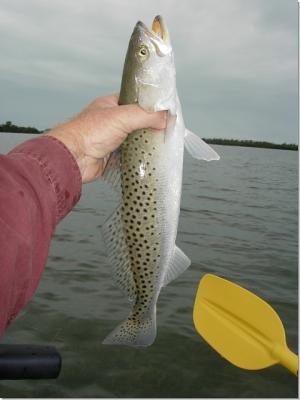 The first trout of the day, and one of the smaller ones!<br><br><br>Capt.Butch Rickey/BarHopp'R<br>Phone#: - 239-633-5851 <br>Email: - capt@barhoppr.com <br>http://www.barhoppr.com