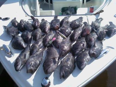 Jim Bowen and John Currin went Sea Bass fishing aboard Jim's 26 ft. Sea Hunt the Stick Slinger.  They fished some numbers provided by Capt. Chris Dawson in about 90 ft. deep water.  <br><br><br><br>Ocean Isle Fishing Center<br>www.oifc.com 