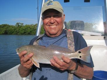 18-inch redfish, caught on shrimp this week in Estero Bay, Bonita Beach, SW FL, by angler, Robert Granger.