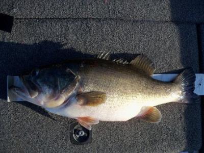 Tony Clark Lake Fork Guide Service<br>tonyclark1963@yahoo.com <br>903-473-3956 <br>www.ets-systems.com/tonyclark/