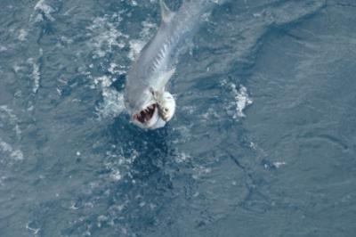 Captain Taco (954)764-4344 or toll free at (877) SEA-4344<br>fishing trip