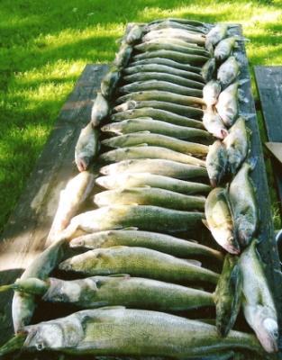 A good day in June. <br><br>Lake Erie Fishing Charter - Capt.Park<br>www.captainpark.com<br>888-306-7835 <br><br><br>