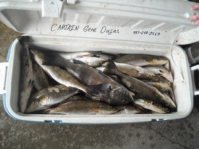 CAPT GENE DUGAS @ 985-640-0569
www.ratherbe-fishing.com