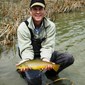 Cfenewt4web
