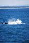 Locph_1214961252_locid109035