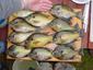 Locph_1768647271_locid5080