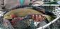 Locph_372334581_locid107507