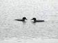 Locph_454419661_locid4948