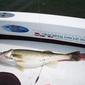 May%2023%20mad%20walleye001