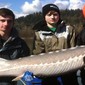 Fraser_river_sturgeon_fishing_001-500x218