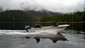 Clover Pass Resort Rental Livingston
