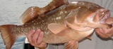 110800-redgrouper021