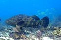 220px-atlanticgoliathgrouper