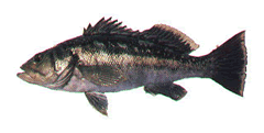 Basskelp-240-sw