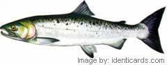 Coho-240-fwsw