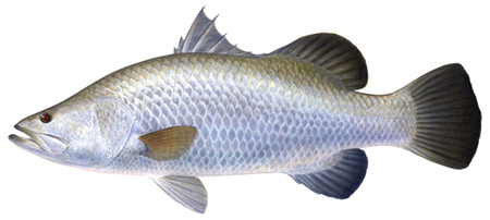 Fish_1025402508_speid312