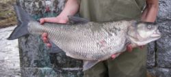 Fish_1157379848_speid506