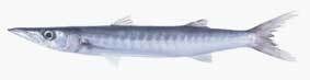Fish_1210542537_speid311