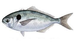Fish_1294531531_speid467