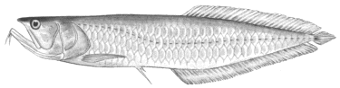 Fish_1406670034_speid310